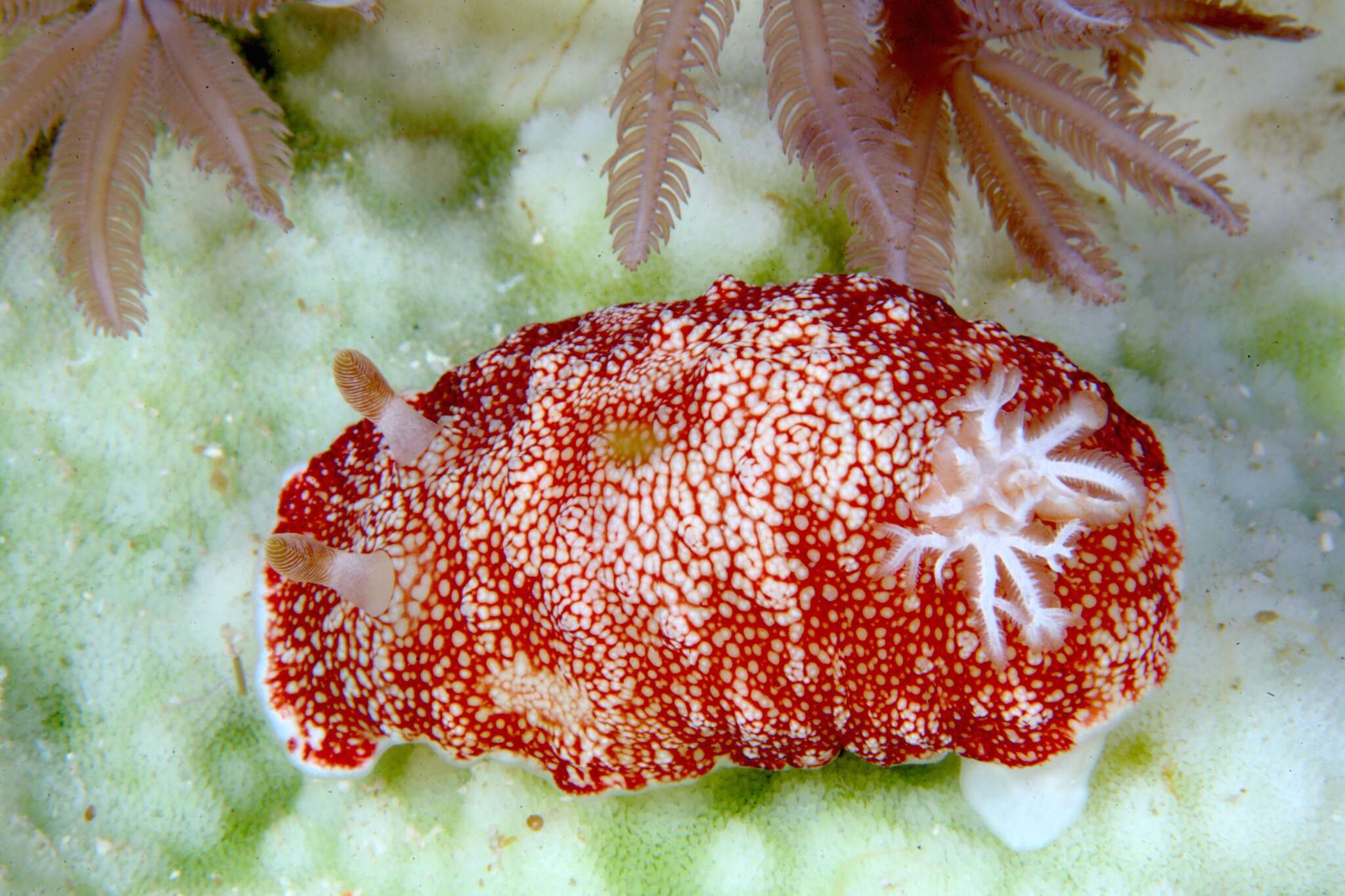 Image of Reticulated red slug