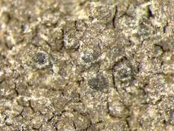Image of Lakezone lichen