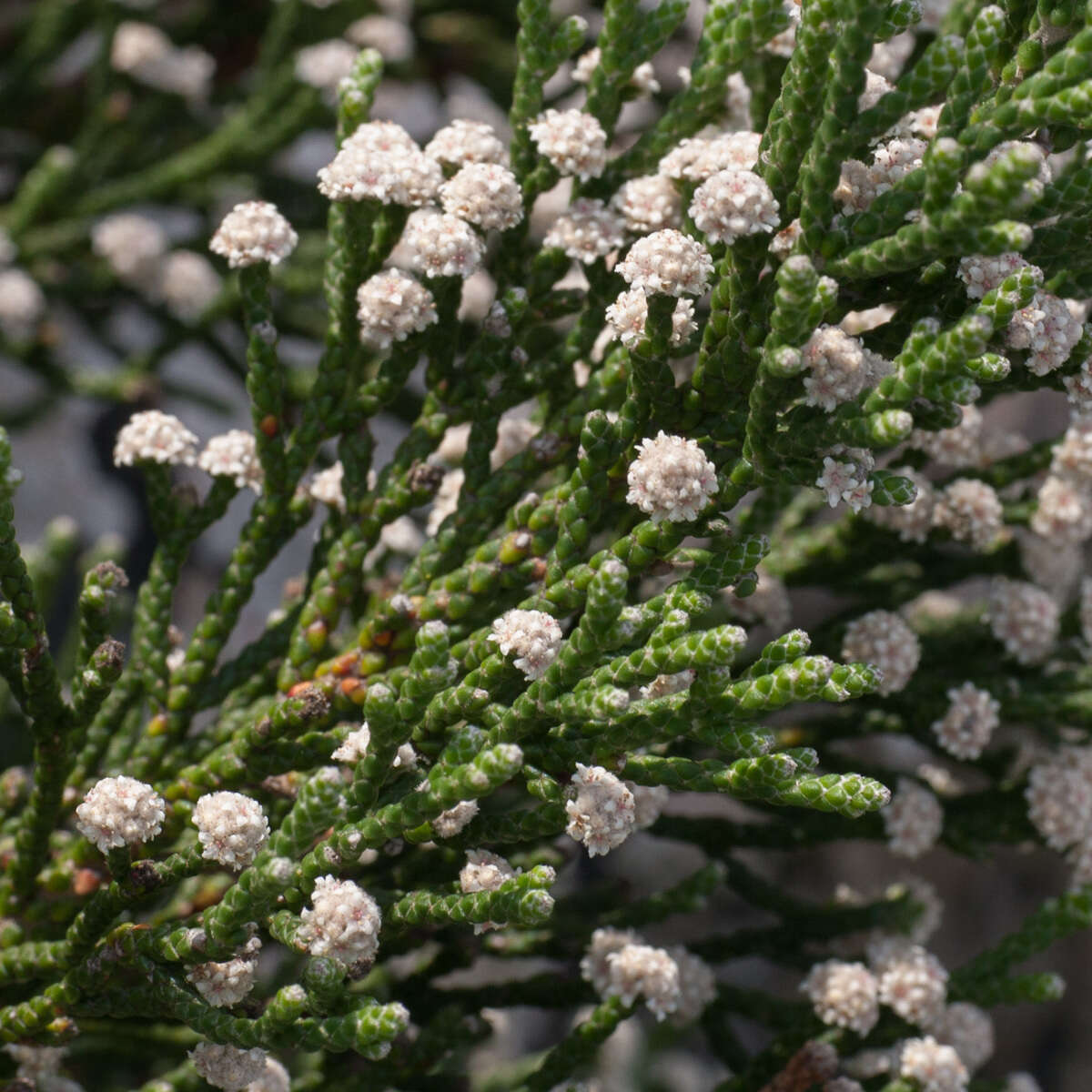 Image of Brunia microphylla Thunb.