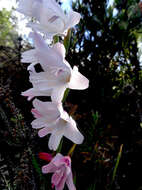 Image of Gladiolus carneus D. Delaroche