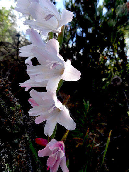 Image of Gladiolus carneus D. Delaroche