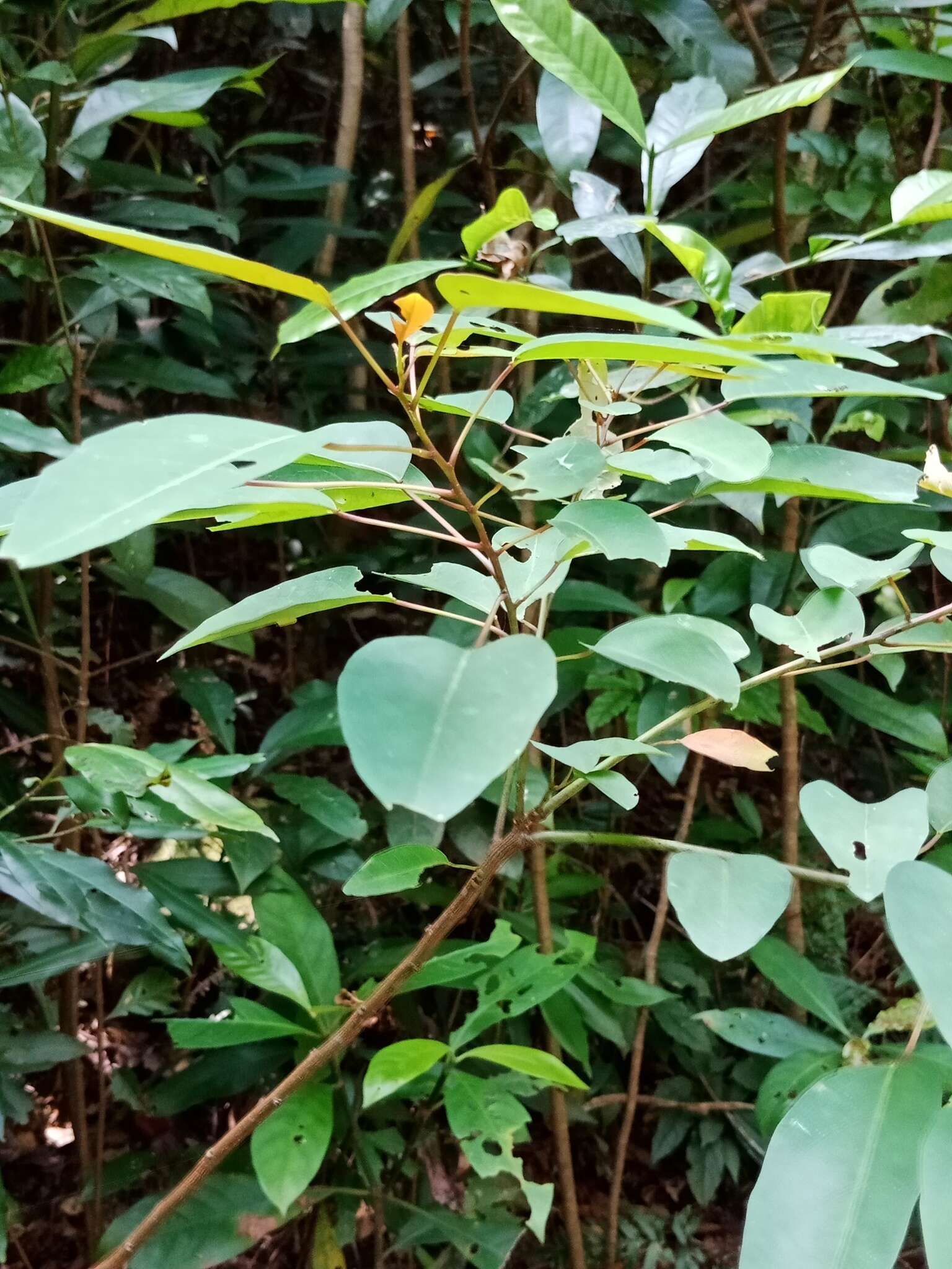 Image of Triadica cochinchinensis Lour.