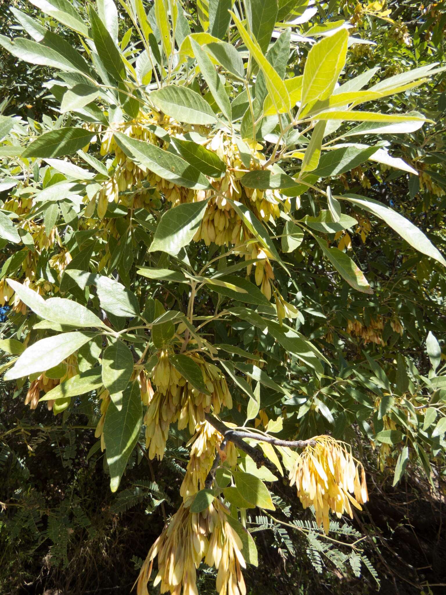 Imagem de Fraxinus velutina Torr.