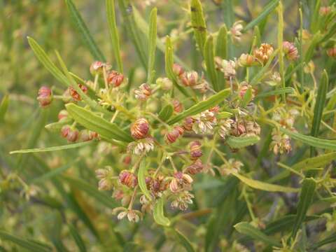 Image of Sand olive