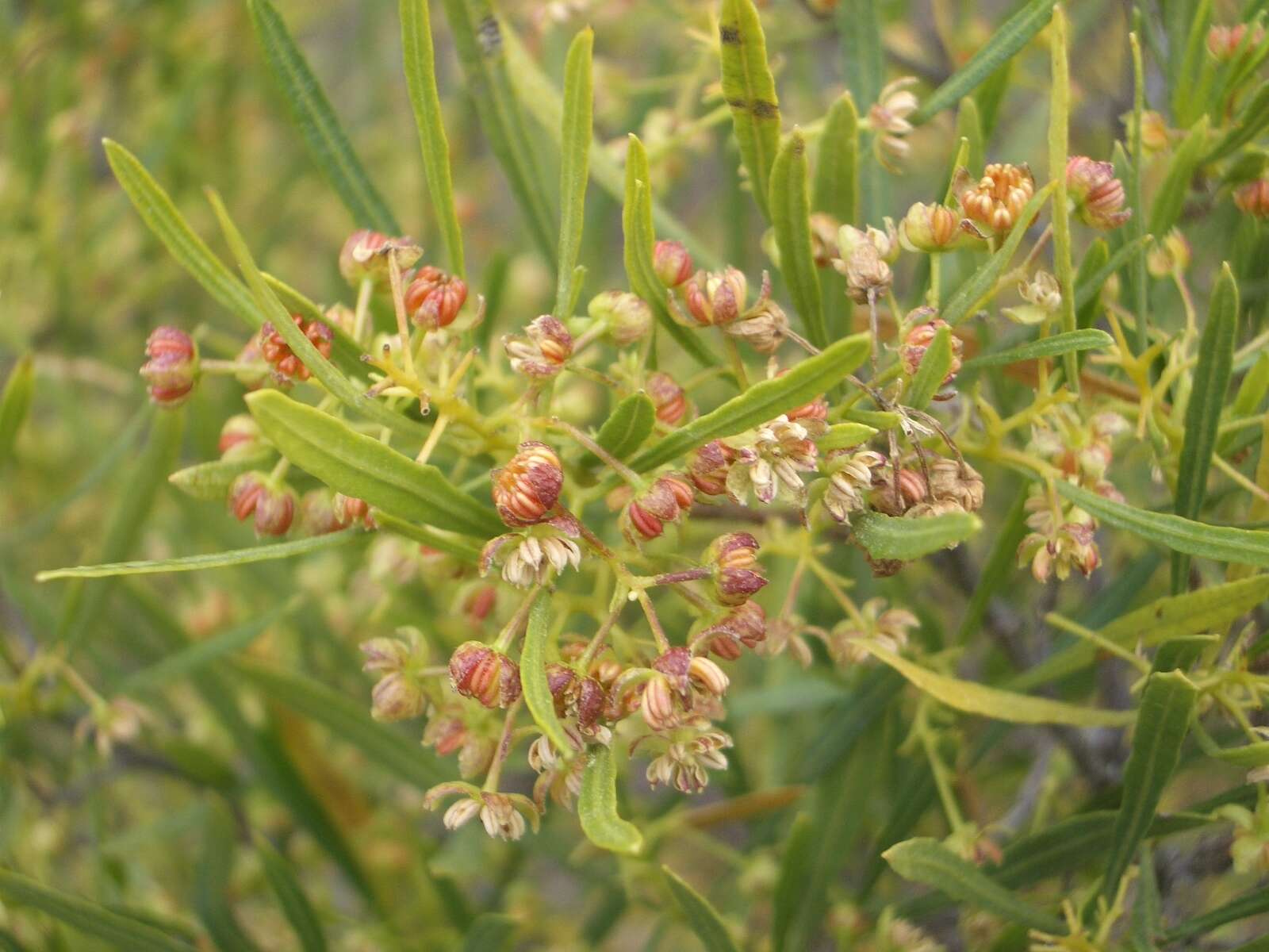 Image de Dodonaea viscosa subsp. angustifolia (L. fil.) J. G. West