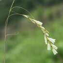 Imagem de Dierama sertum Hilliard