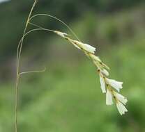 Imagem de Dierama sertum Hilliard