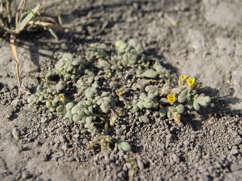 Image of Playa Yellow Scorpion-Weed