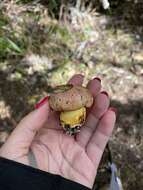 Image of Boletus leptospermi McNabb 1968