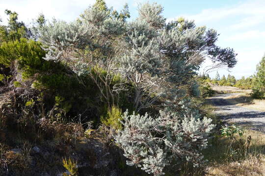 صورة Hubertia tomentosa Bory