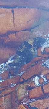 Image of Bluntnose klipfish