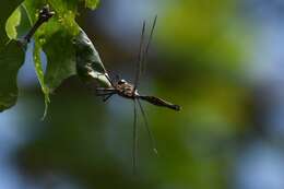 Image of Brush-tipped Emerald