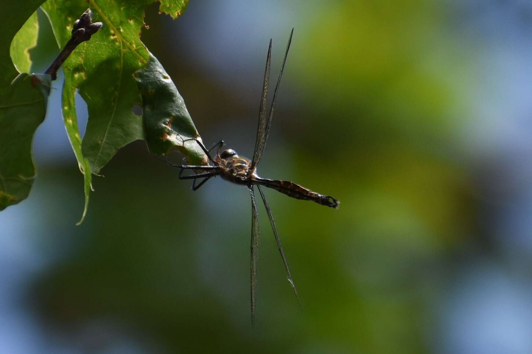 Image of Brush-tipped Emerald