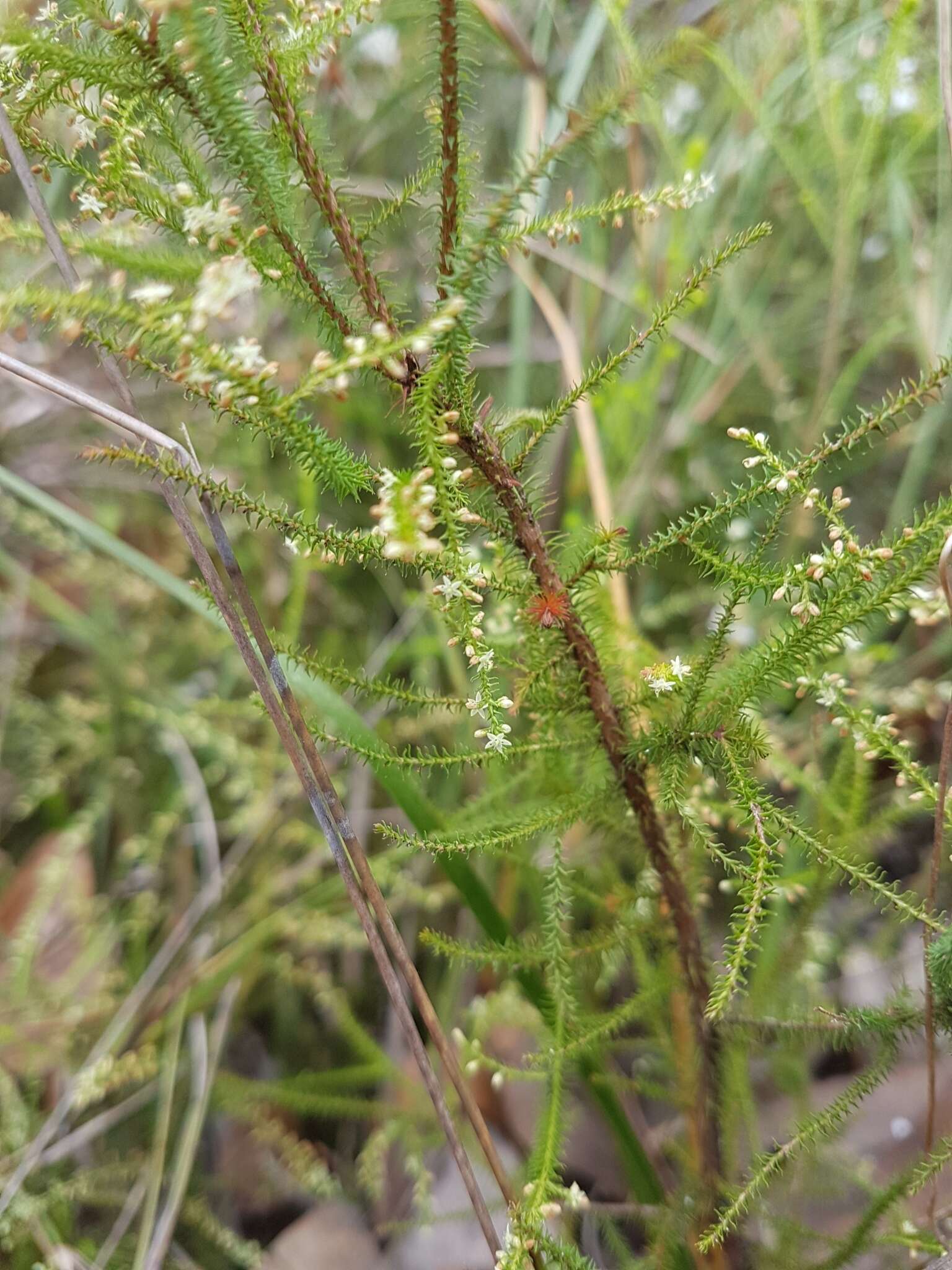 Image of Dielsiodoxa lycopodioides Albr.