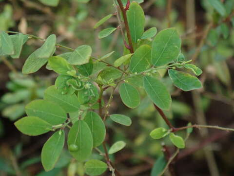 Image de Phyllanthus tenellus Roxb.