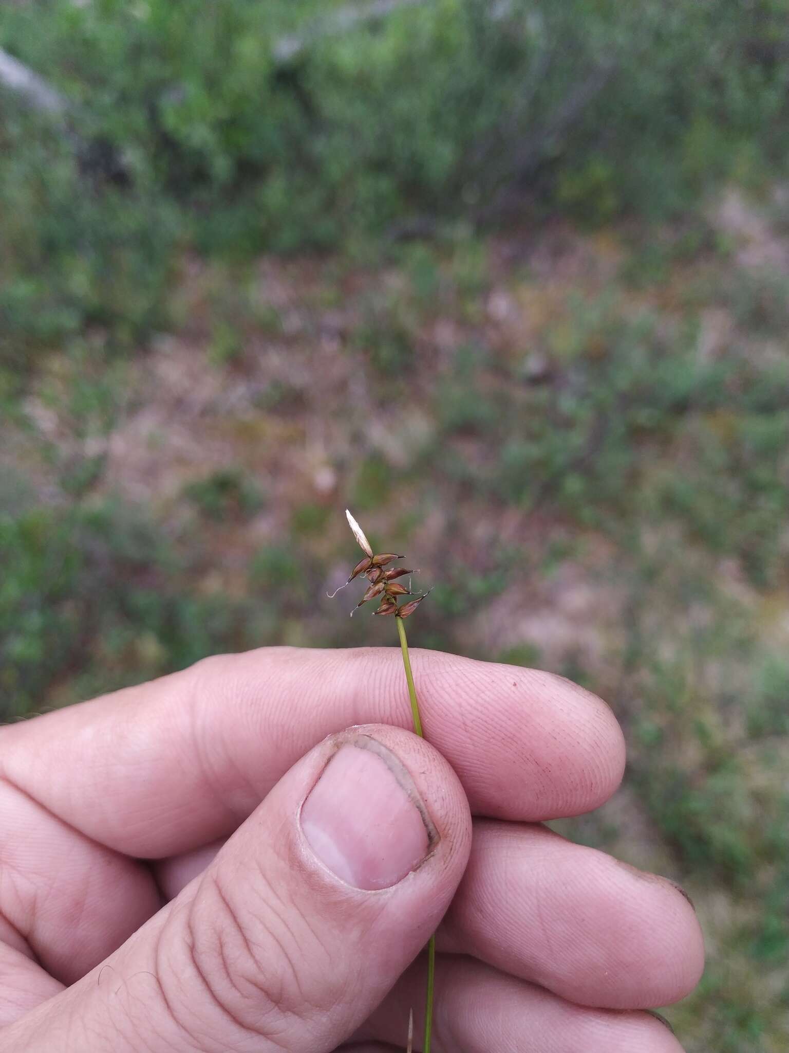 Слика од Carex parallela subsp. redowskiana (C. A. Mey.) T. V. Egorova