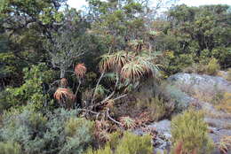 Image of candelabra aloe