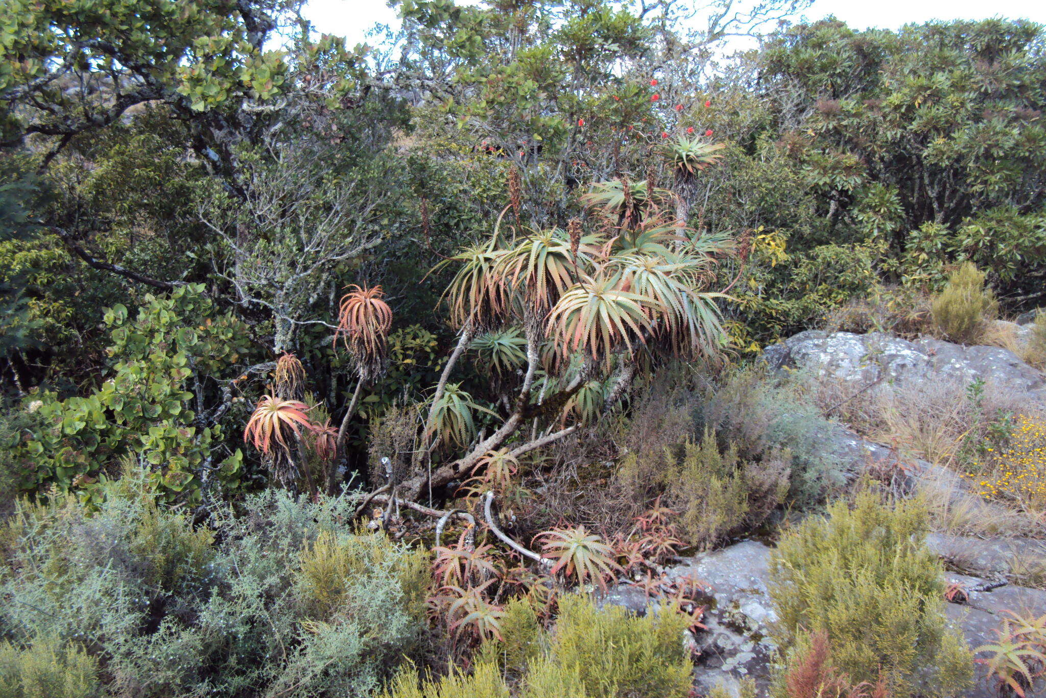 Image of candelabra aloe
