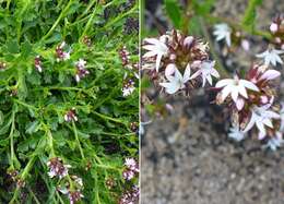 Image de Lobelia jasionoides (A. DC.) E. Wimm.