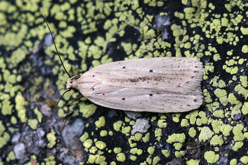 Imagem de Agonopterix pallorella Zeller 1839