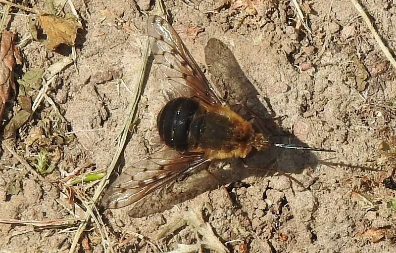 Image of Dotted bee-fly