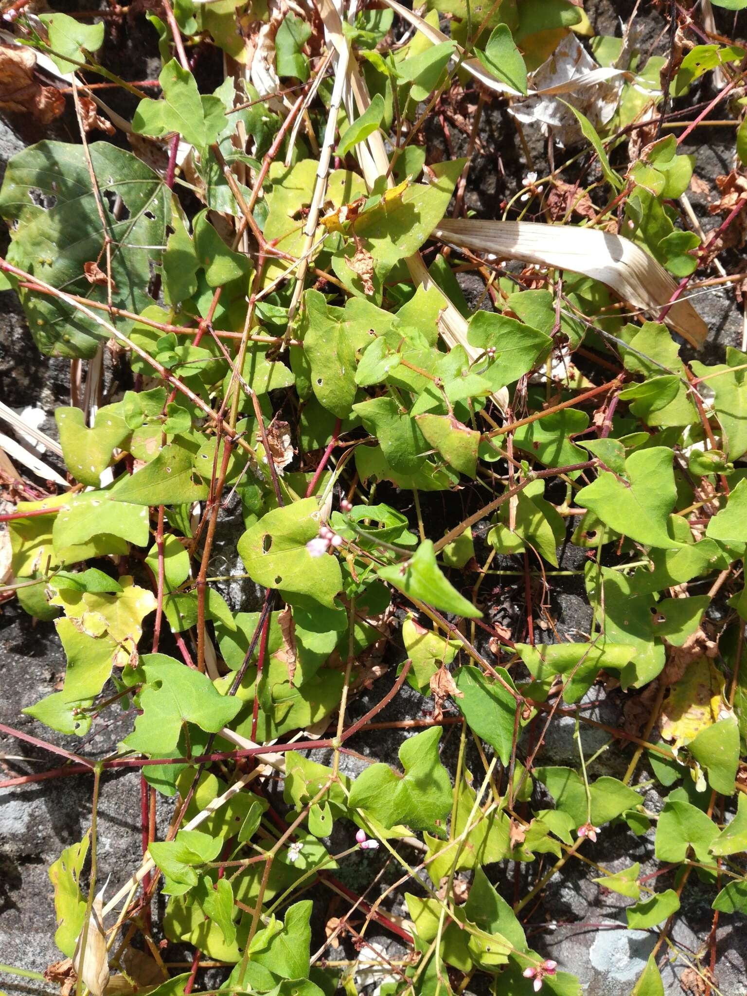 Persicaria senticosa (Meisn.) H. Gross的圖片