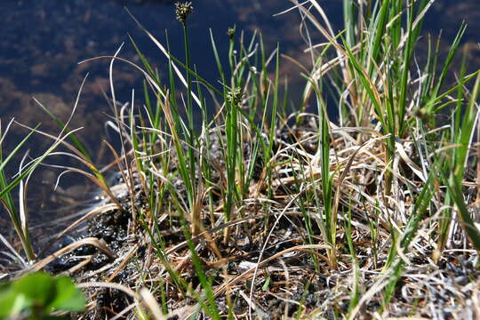 Image de Carex holostoma Drejer