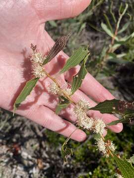 Image of Hakea anadenia Haegi