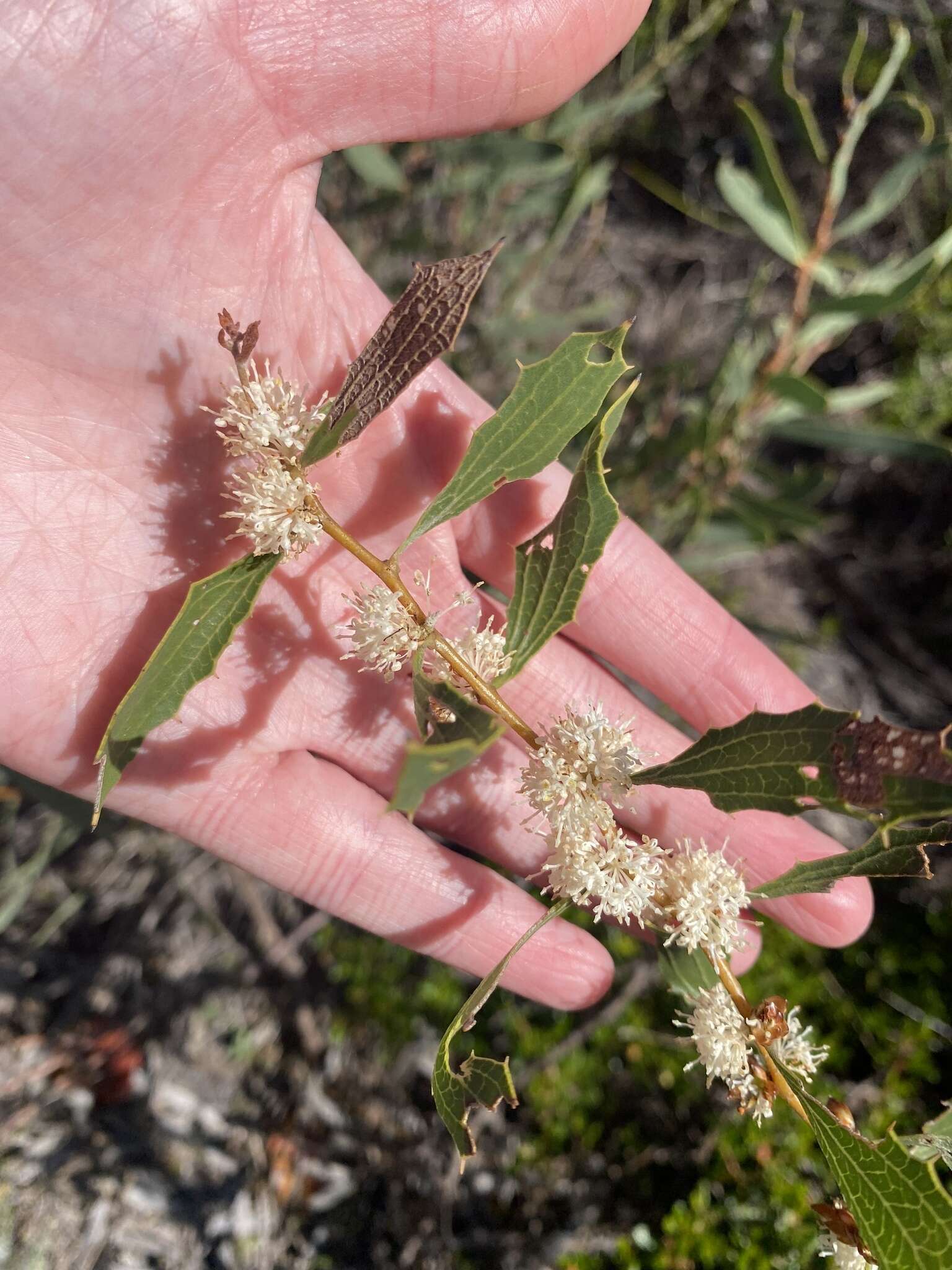 Image of Hakea anadenia Haegi