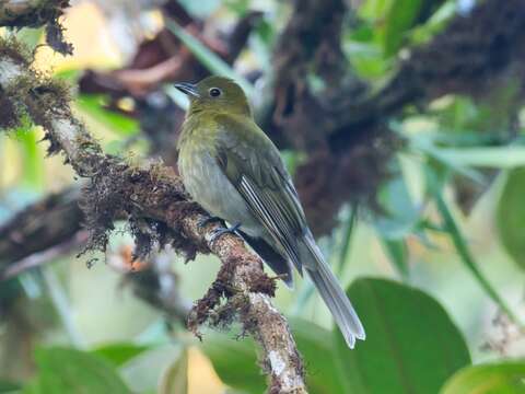 Image of Gray-tailed Piha