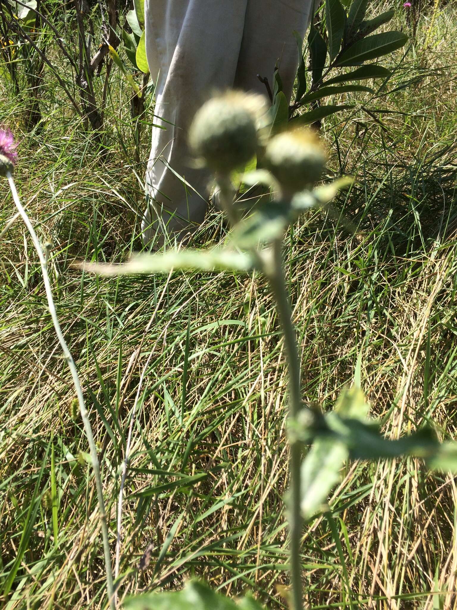 Image de Cirsium flodmanii (Rydb.) Arthur