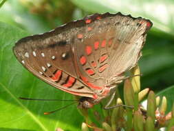 Image of Euthalia adonia Cramer 1782