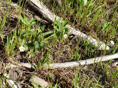 Image of Virginia strawberry