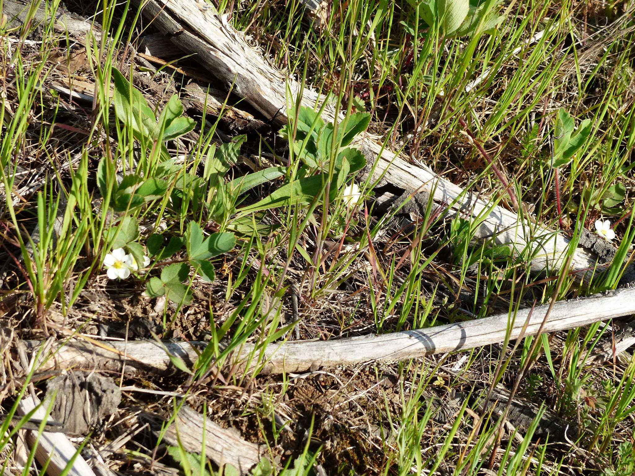 Image of Virginia strawberry