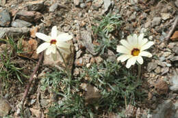 Слика од Rhodanthemum catananche (Ball) B. H. Wilcox, K. Bremer & C. J. Humphries