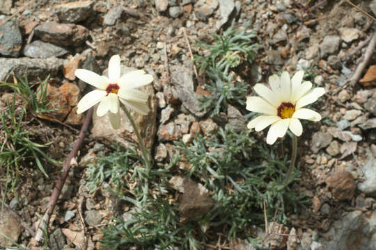 Image de Rhodanthemum catananche (Ball) B. H. Wilcox, K. Bremer & C. J. Humphries