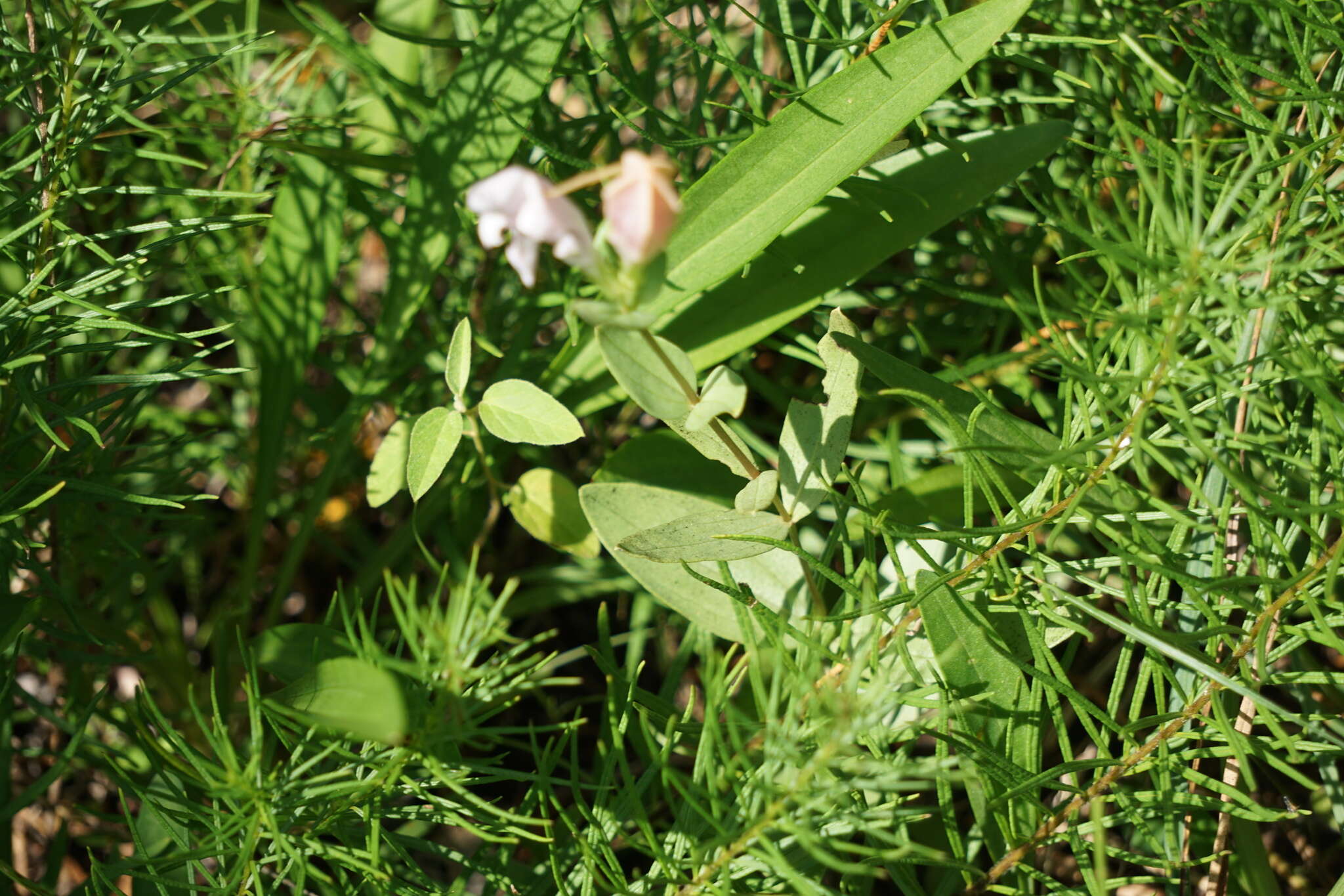 Image of purpleflower pinkroot