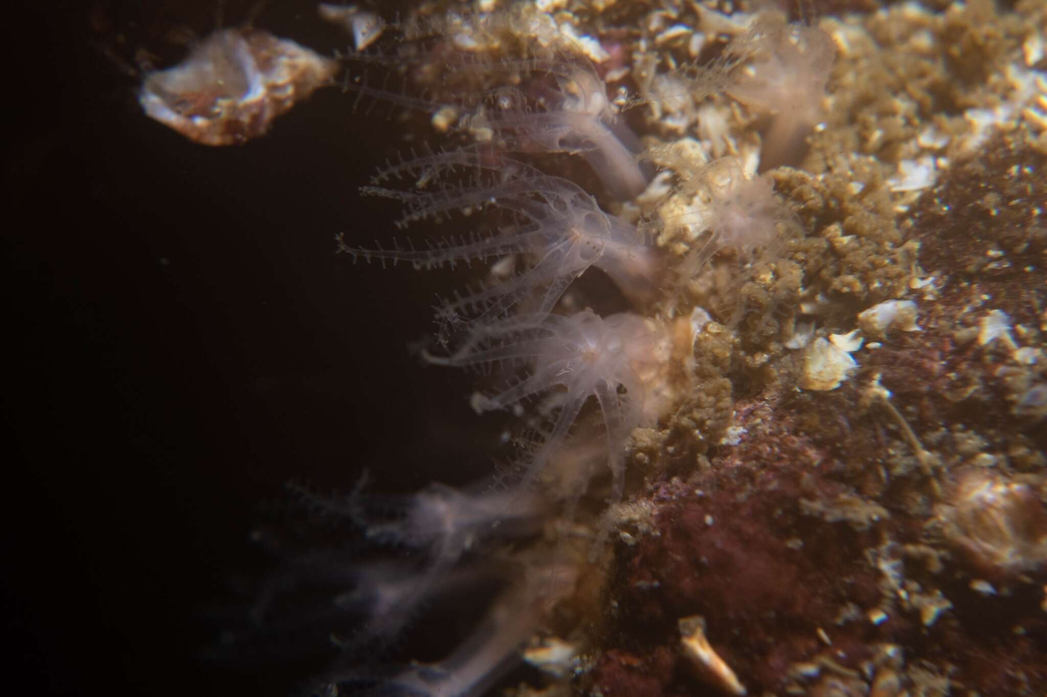 Image of rough-skinned soft coral