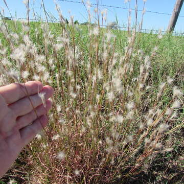 Image of splitbeard bluestem