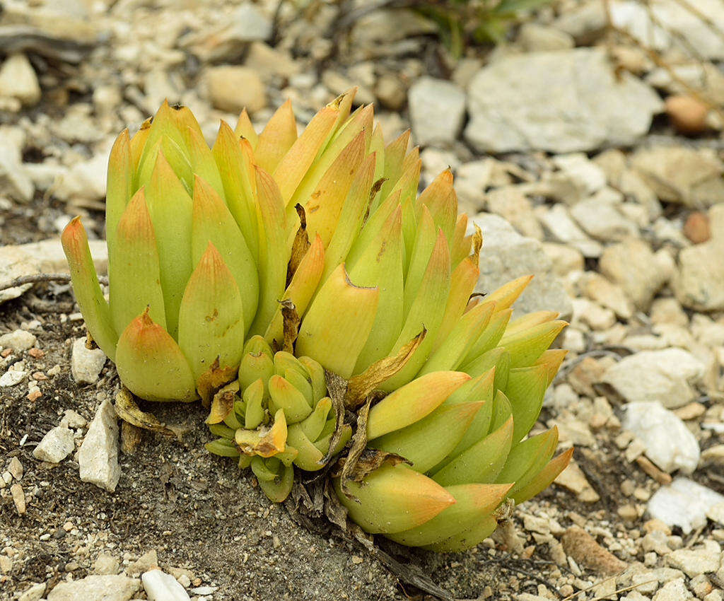 Image of Haworthia cymbiformis var. cymbiformis