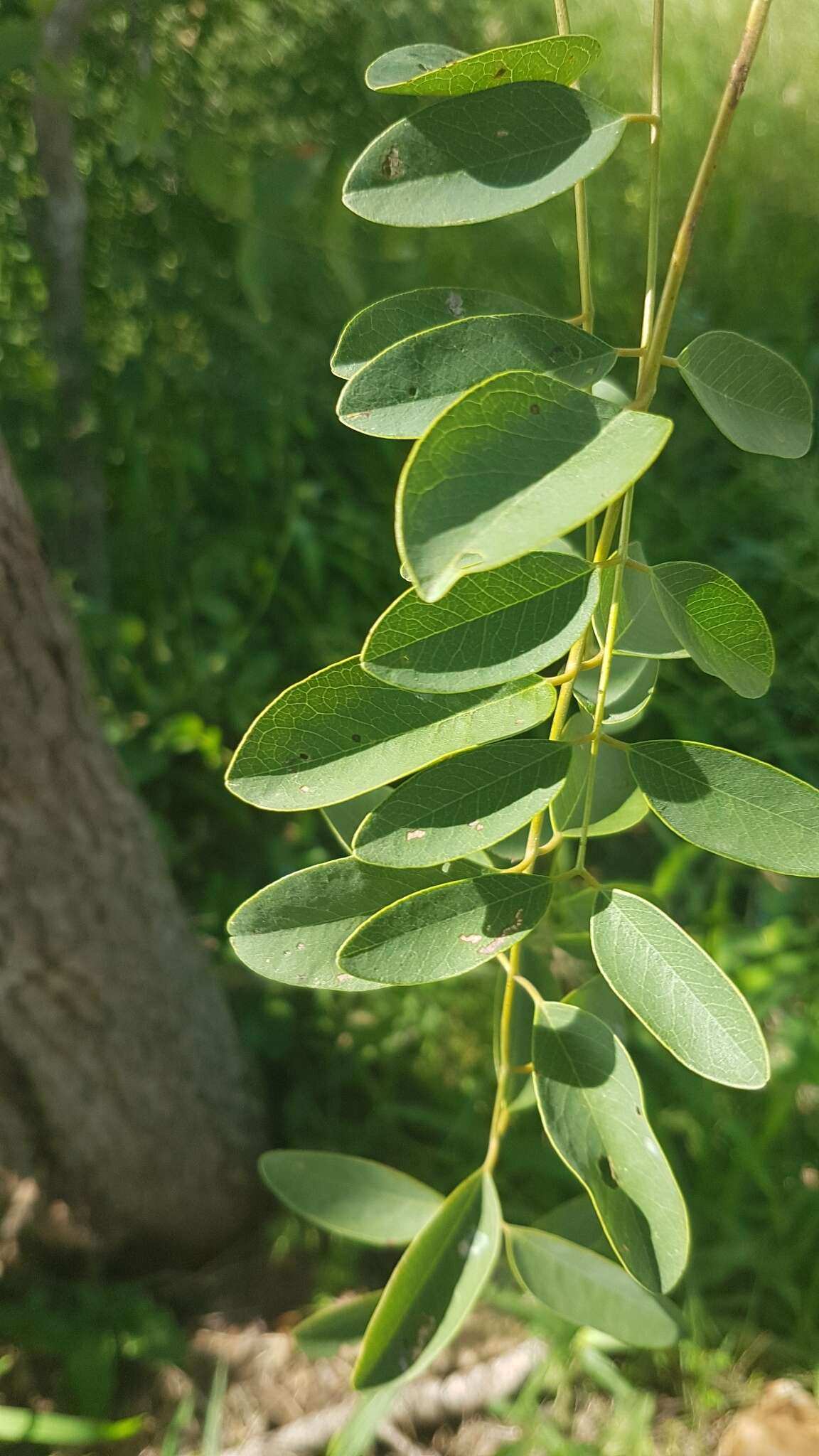 صورة Cassia abbreviata subsp. beareana (Holmes) Brenan