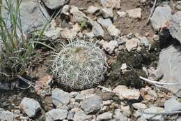 Image of rhinoceros cactus