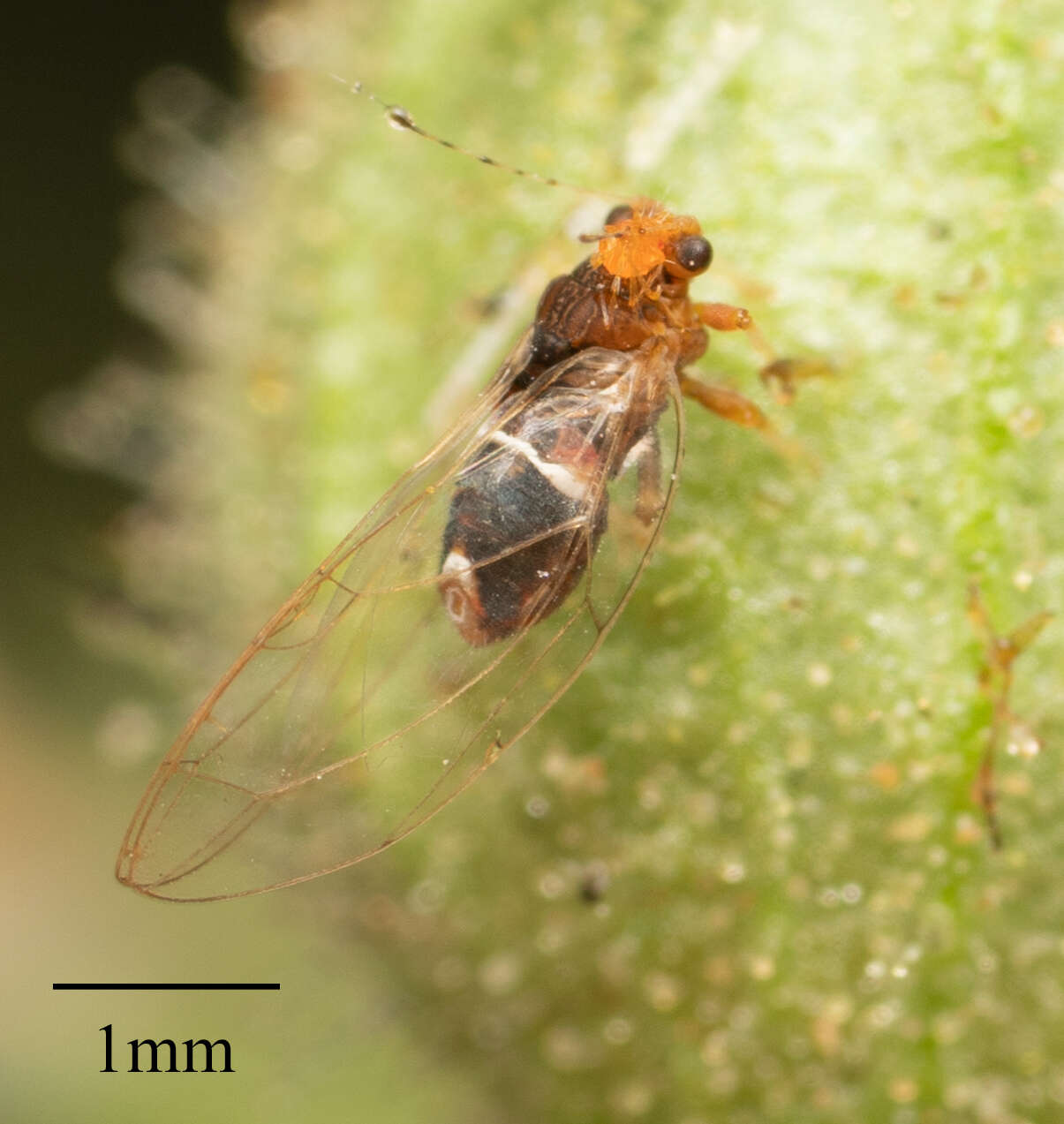 Bactericera dorsalis (Crawford 1914) resmi