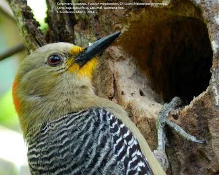 Image of Yucatan Woodpecker