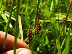 Image de Carex fuscula d'Urv.