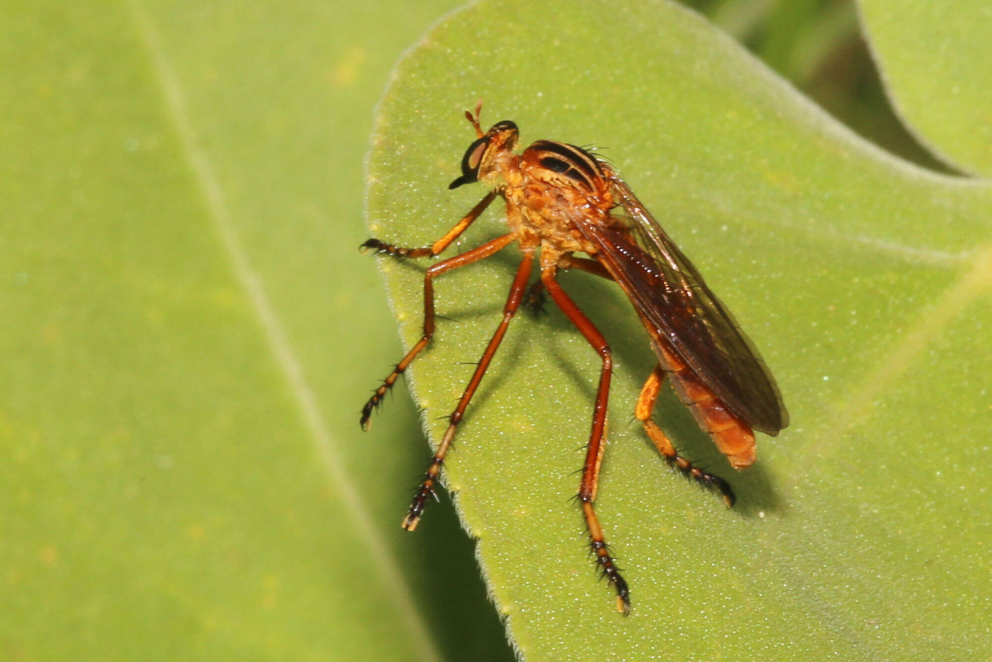 Image of Diogmites neoternatus (Bromley 1931)