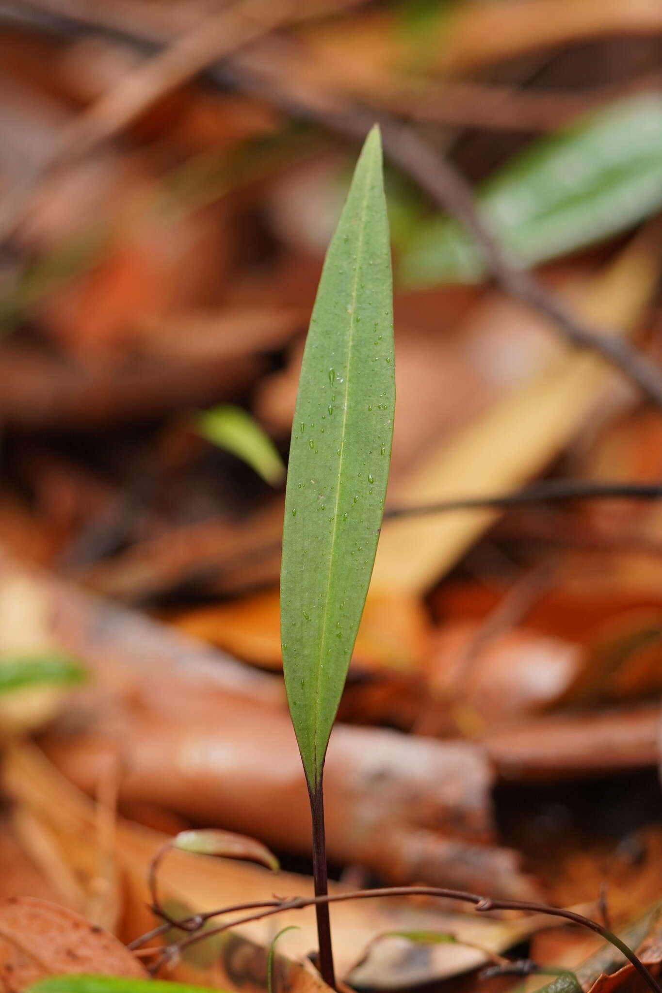 Image of Bonnet orchid