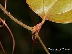 Image of Smilax aspericaulis Wall. ex A. DC.