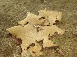 Image of reticulate silverskin lichen