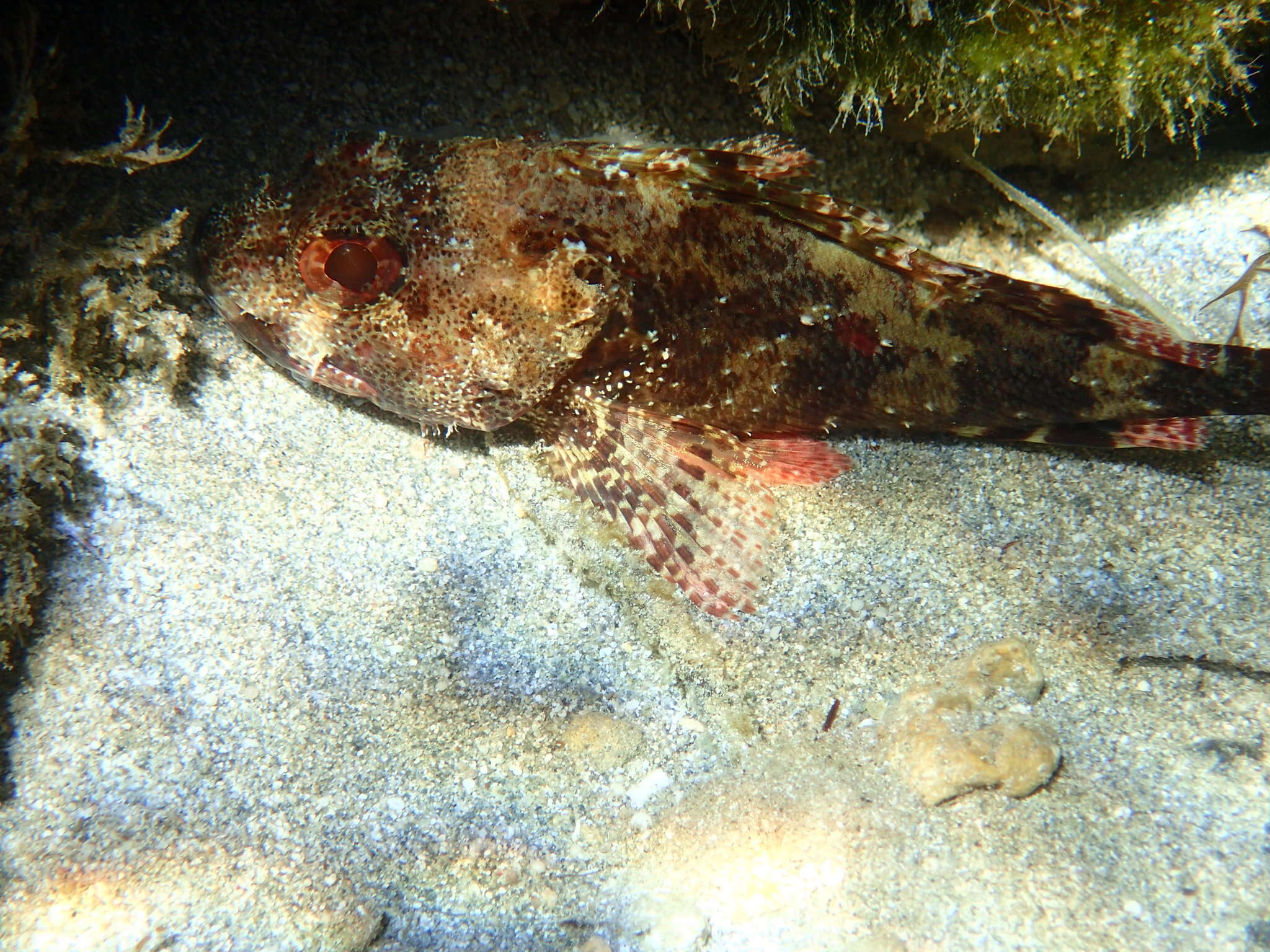 Image of Madeira Rock-fish